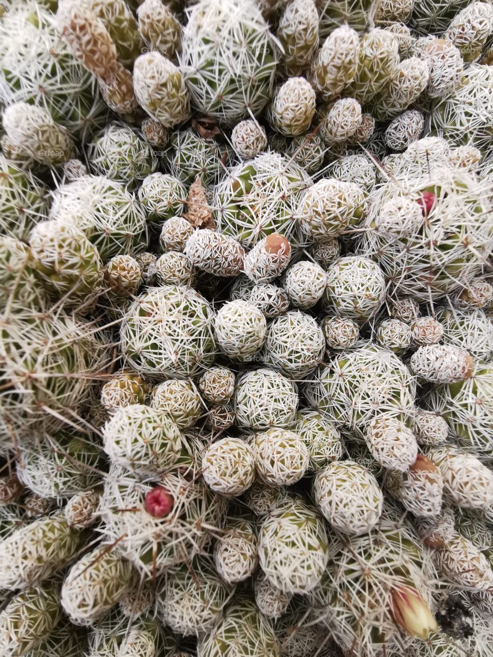 Details of a succulent with thorns