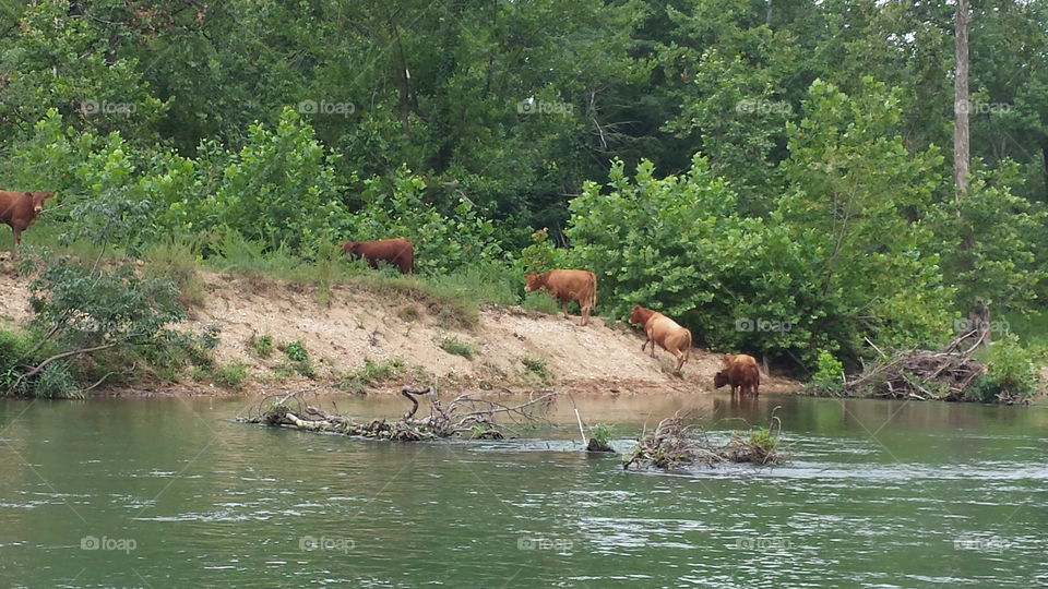 Cows in the River