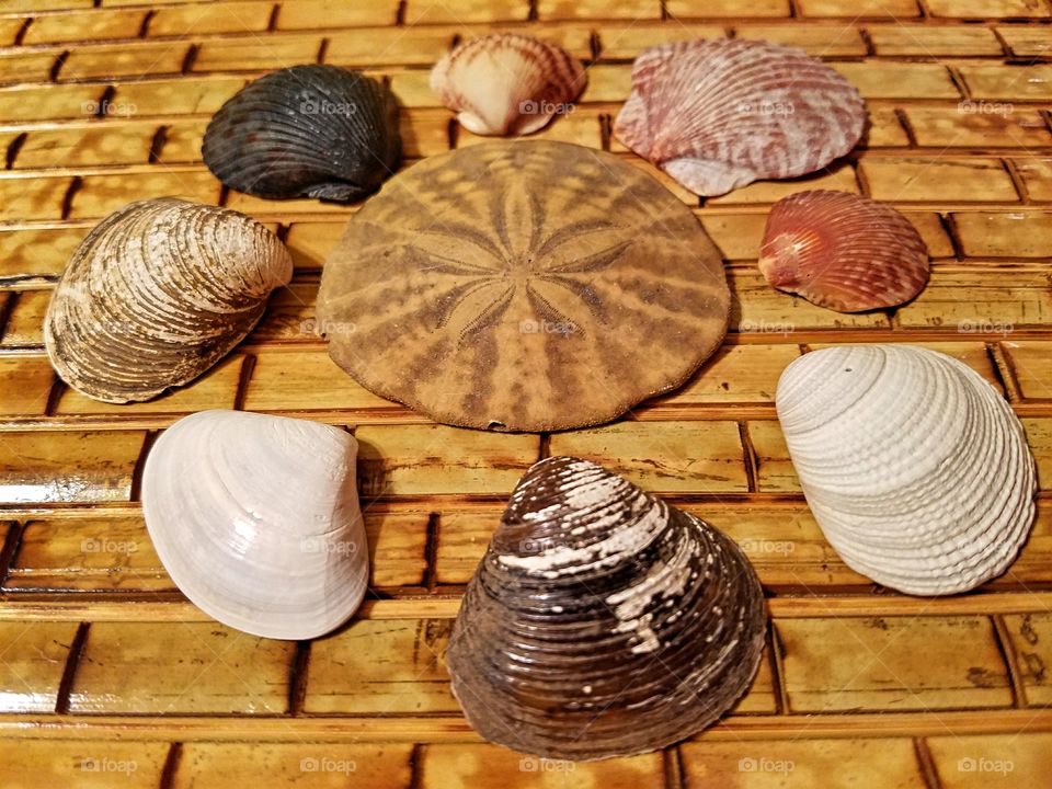 Arrangement of various seashells on wooden table