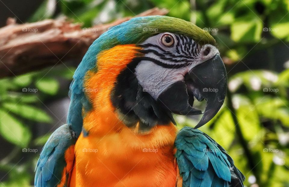 Blue And Yellow Macaw. Colorful Bird Of Paradise
