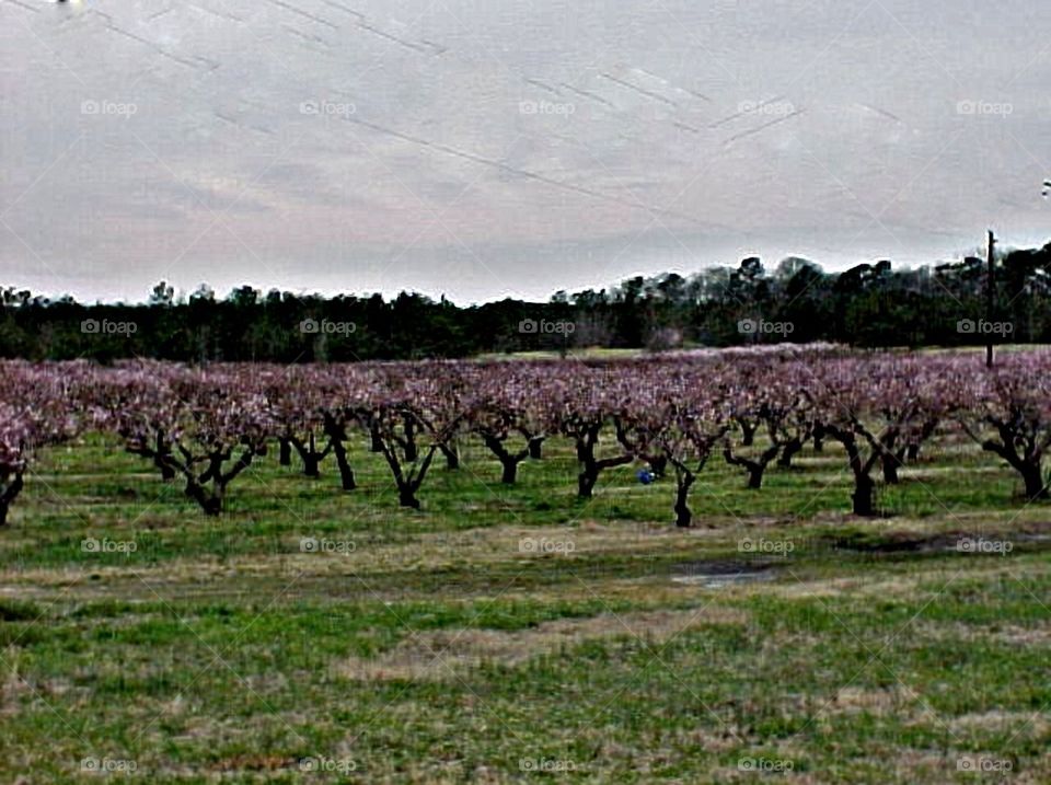 Orchard