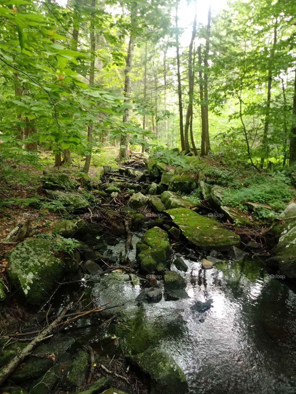 This s a photo of a creek I found while on a hiking trip. We had to go across the rocks.