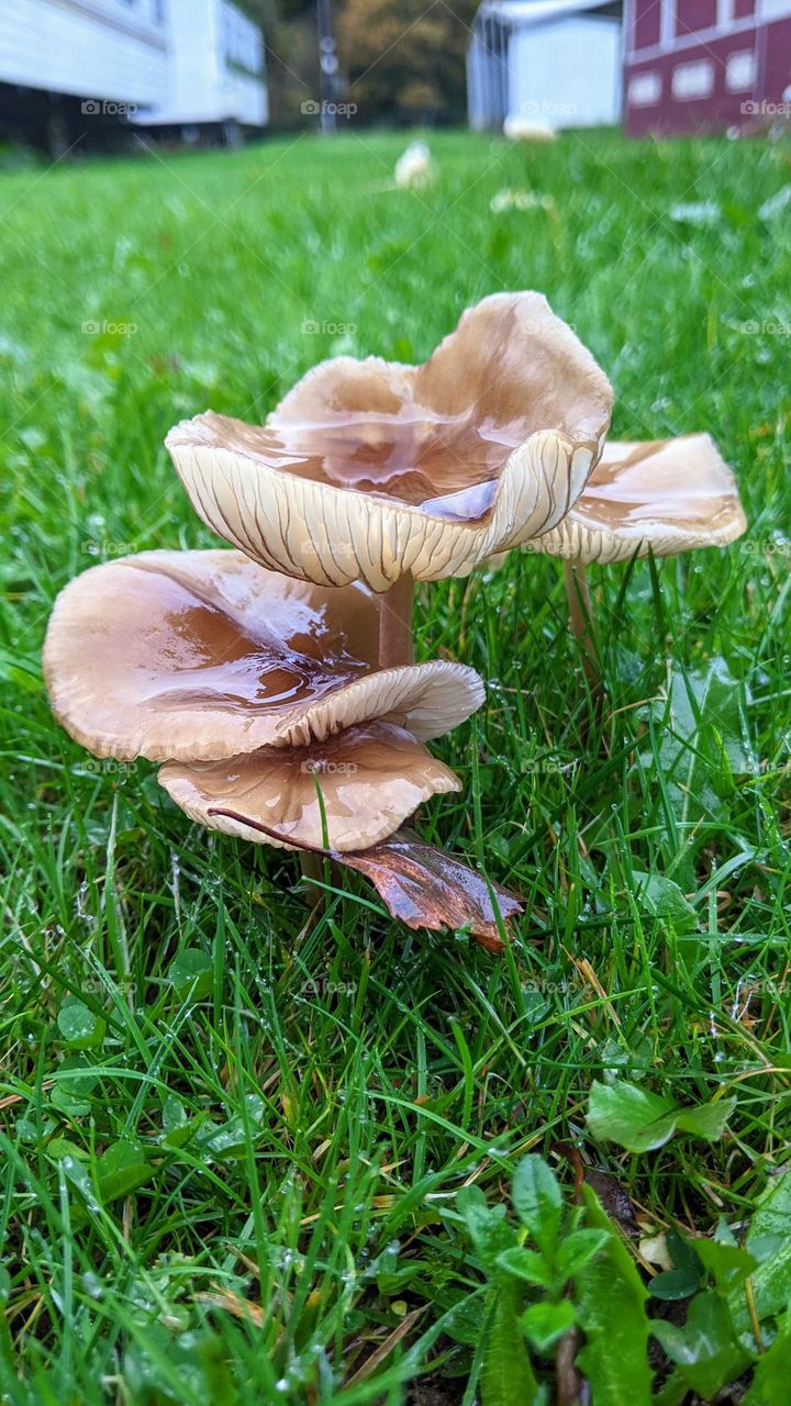 mushroom in the wet grassy lawn at a trailerpark