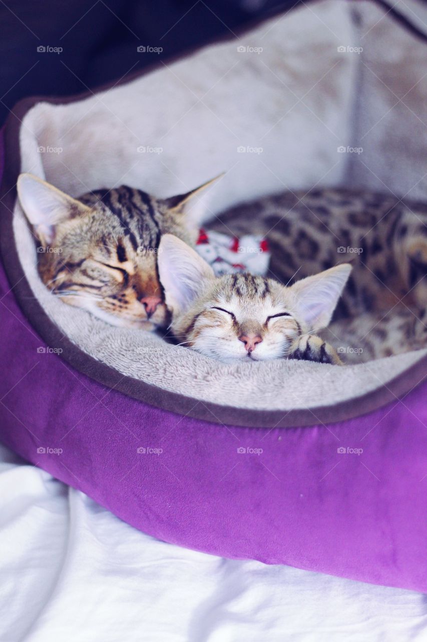 sleeping cats