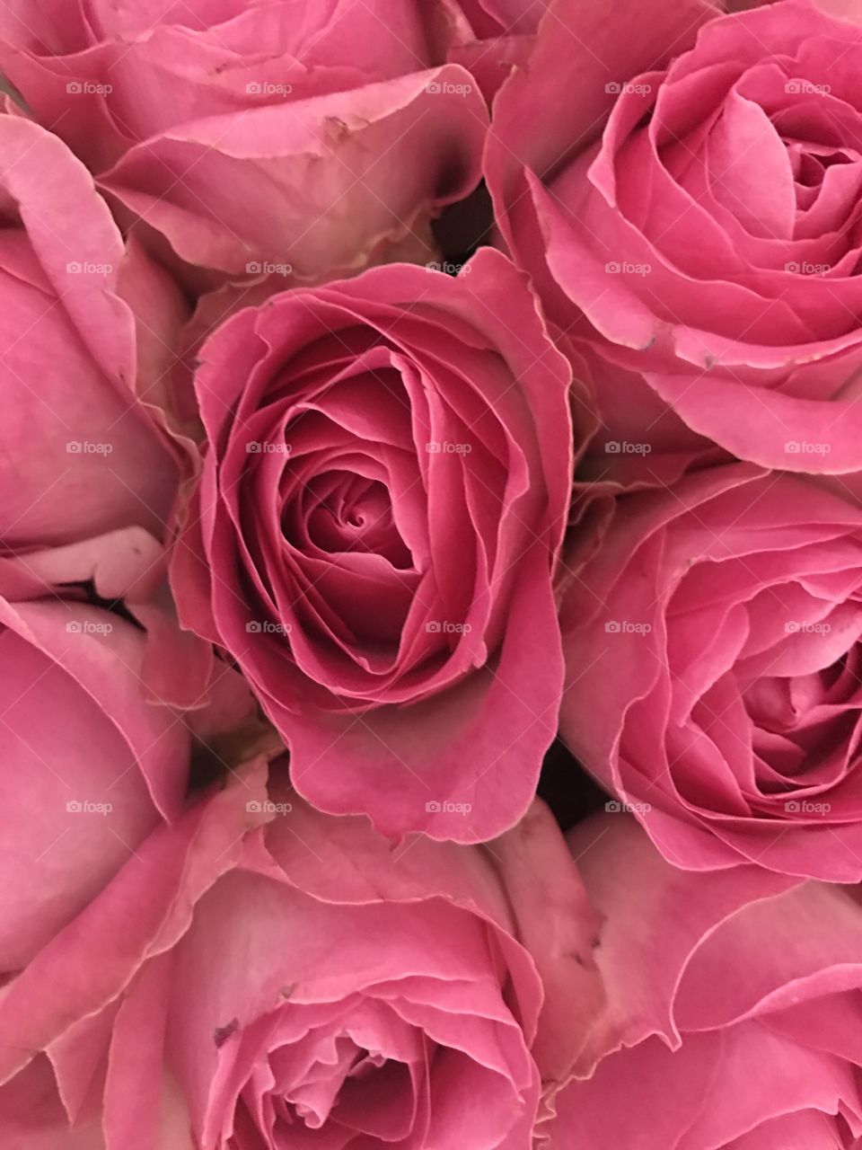 Roses 