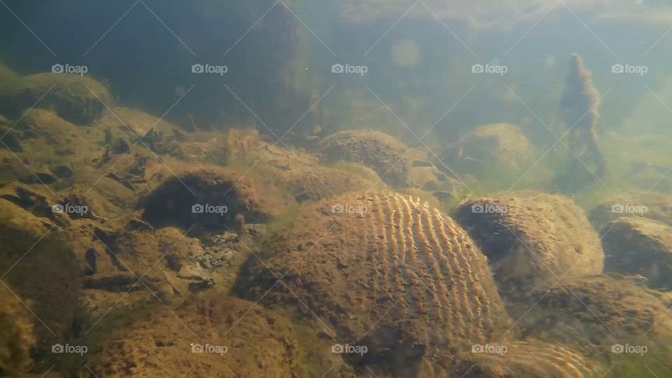 submersion photography