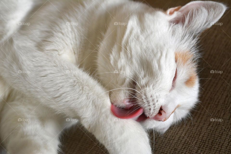 white cat beautiful portrait close up relaxing home