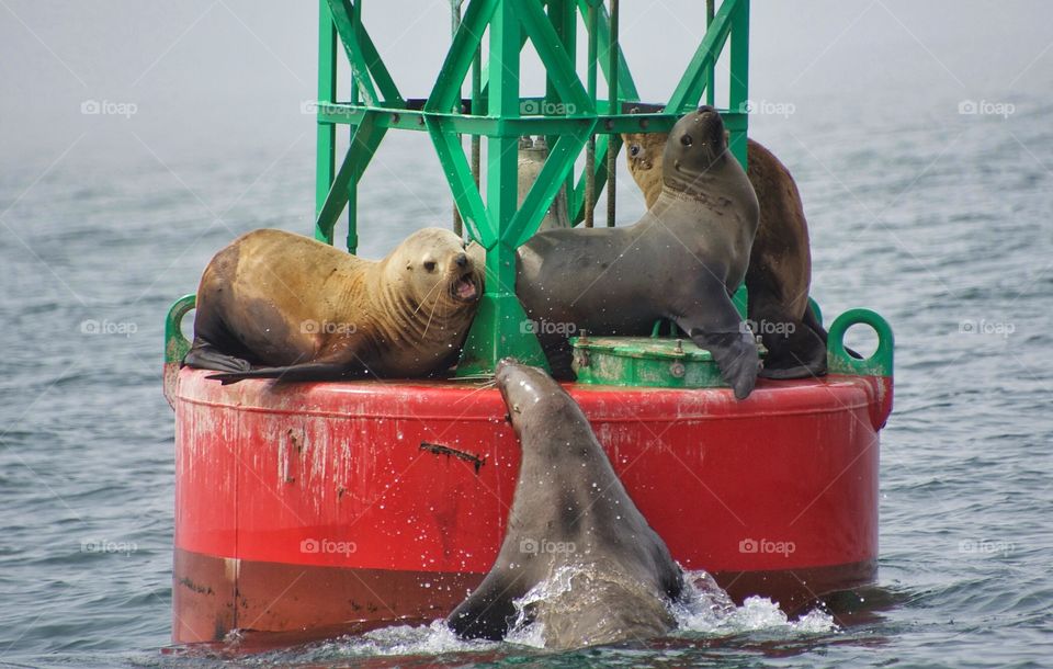 Sea lion trying to get on buoy