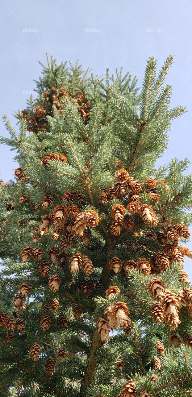 Pine Cone On The Pine Tree