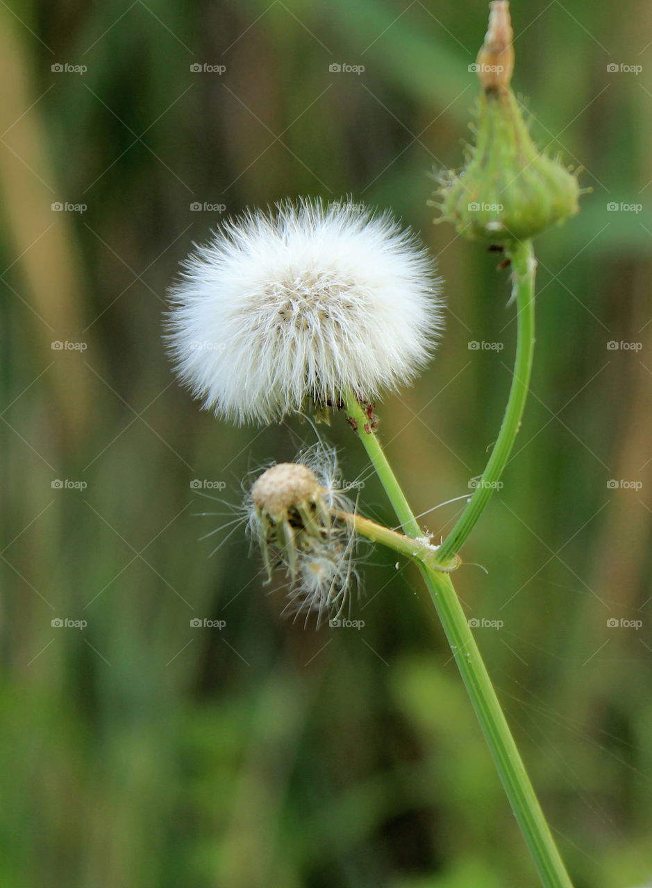 Dandelion