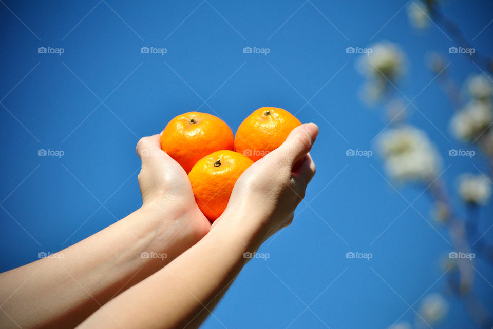 Holding oranges in hand