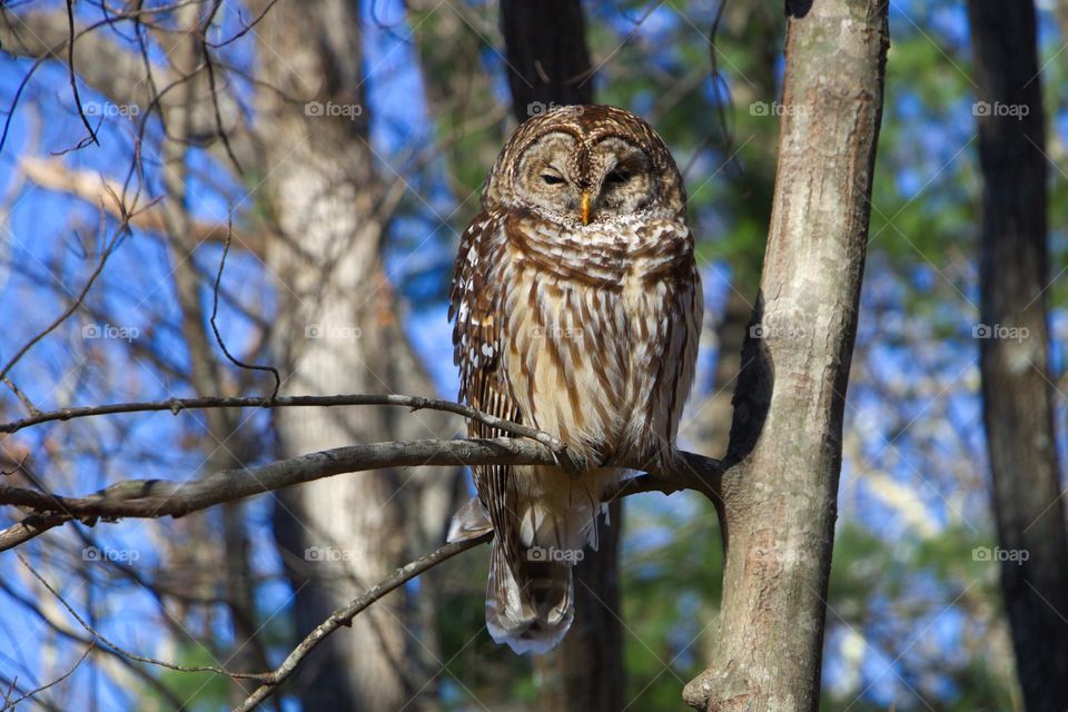 Owl on a tree (nature)