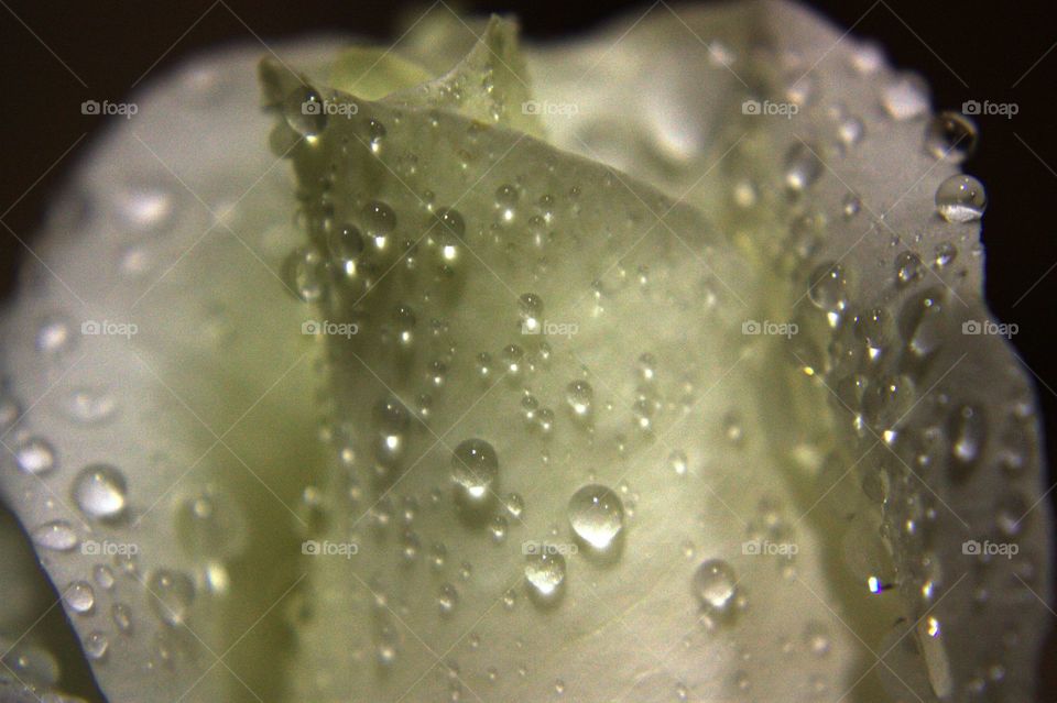 Waterdrop on rose flower