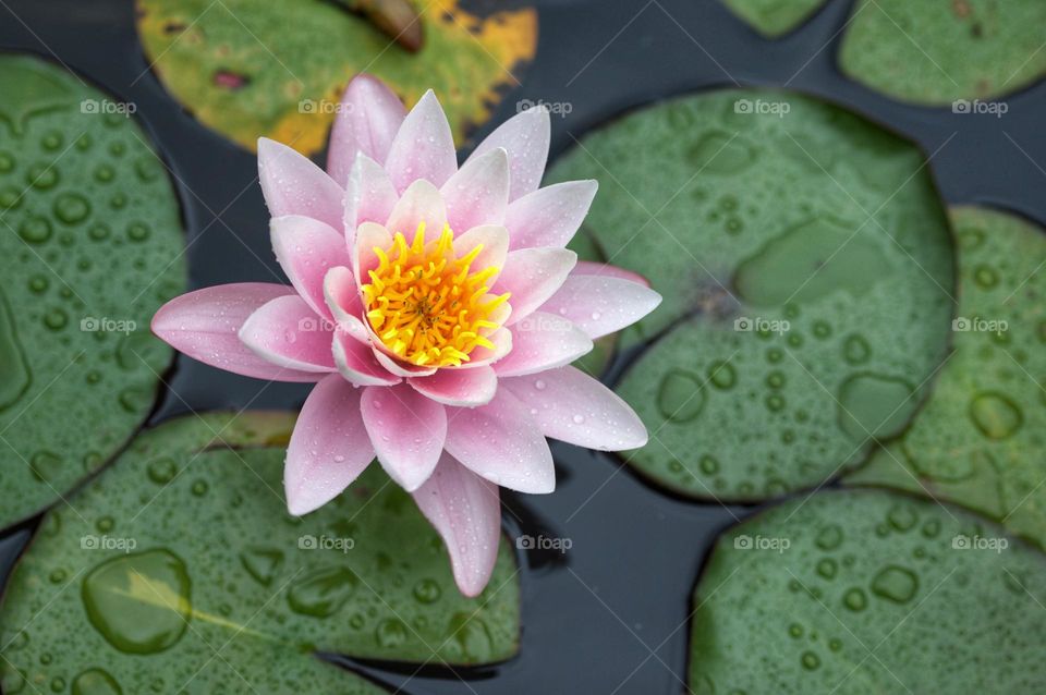 water lilly