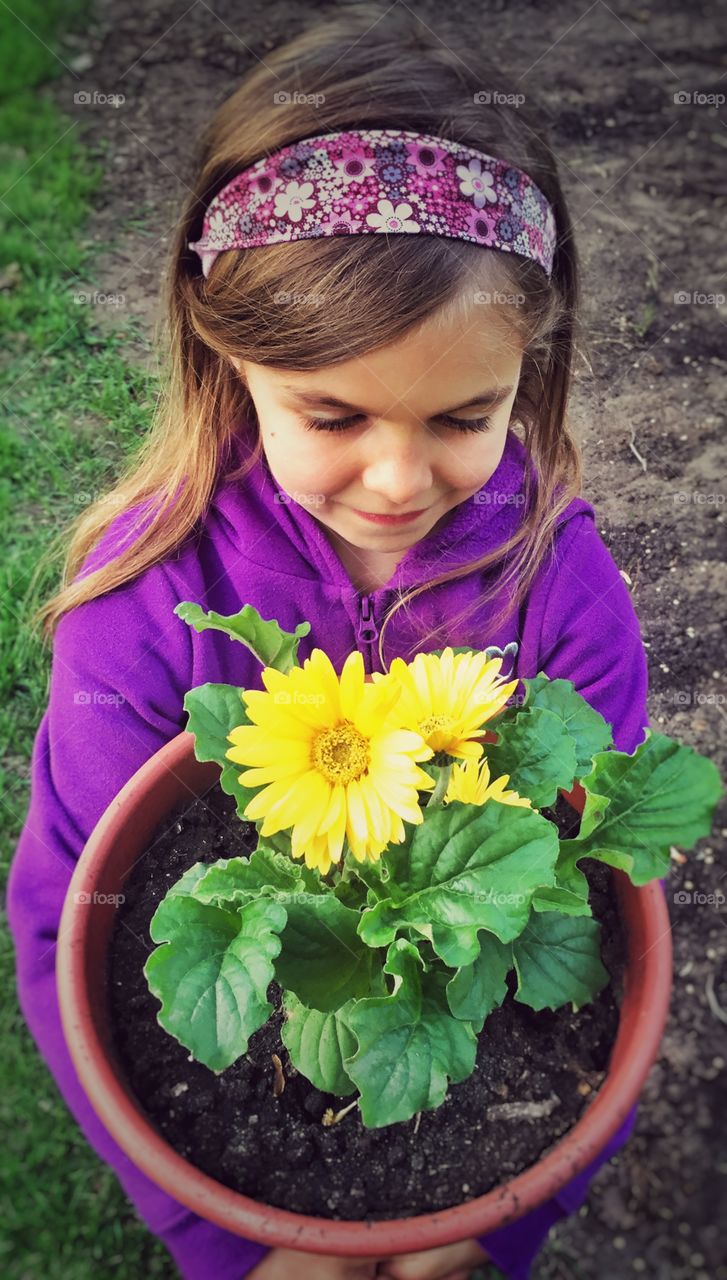 Daisies for the Garden