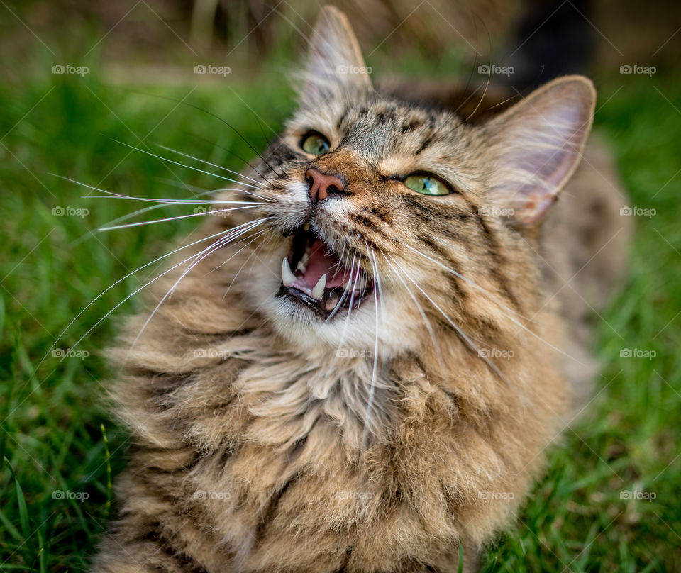Long Haired Tabby Cat Open Mouth Portrait.