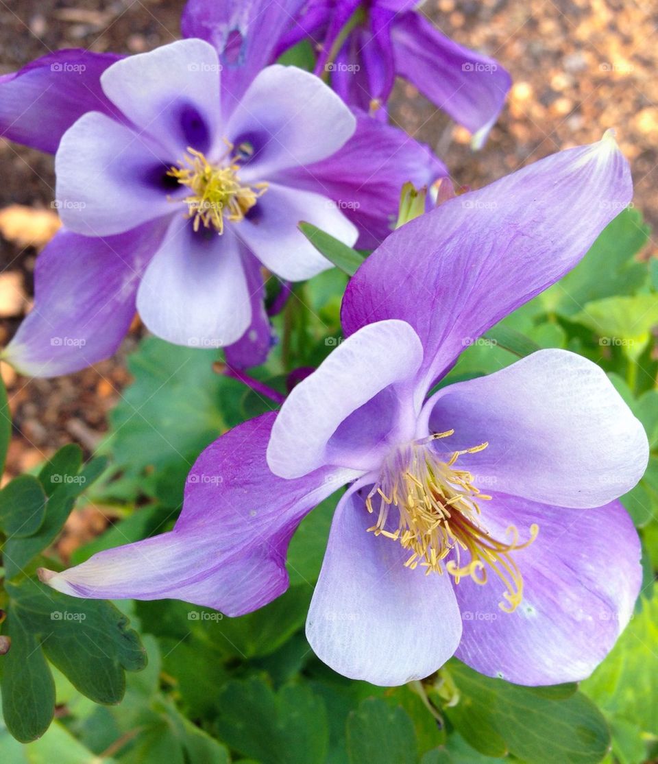 Columbines 