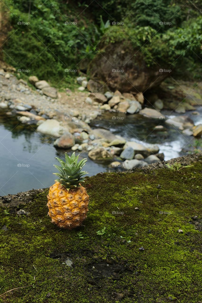 Yellow pineapple in the field