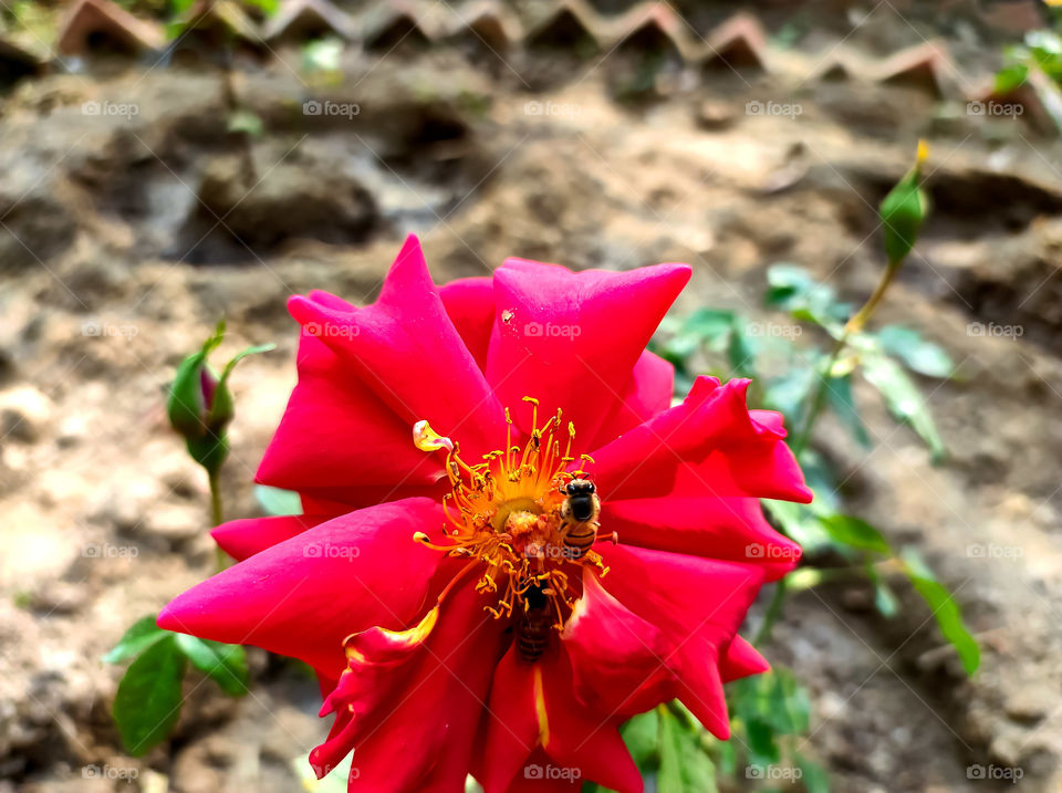Bees collecting honey on the flower
