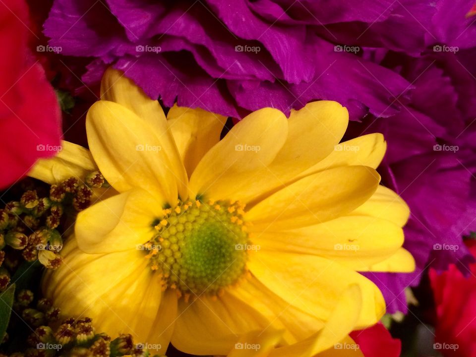 Pretty yellow flower