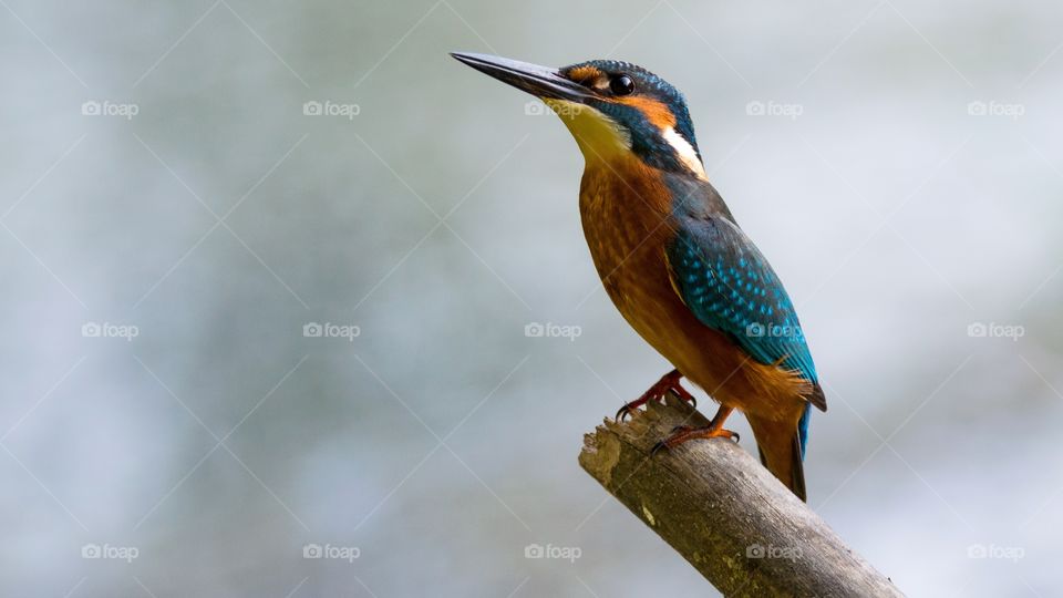 Kingfisher perching on branch