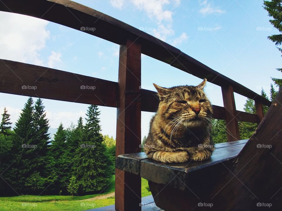 Cat on the bench in the forest. Slovakia