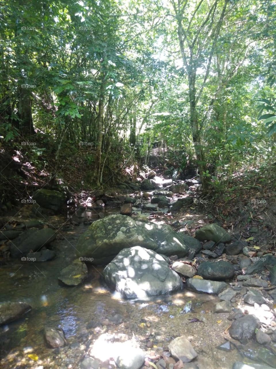 Enchanted Forest Path