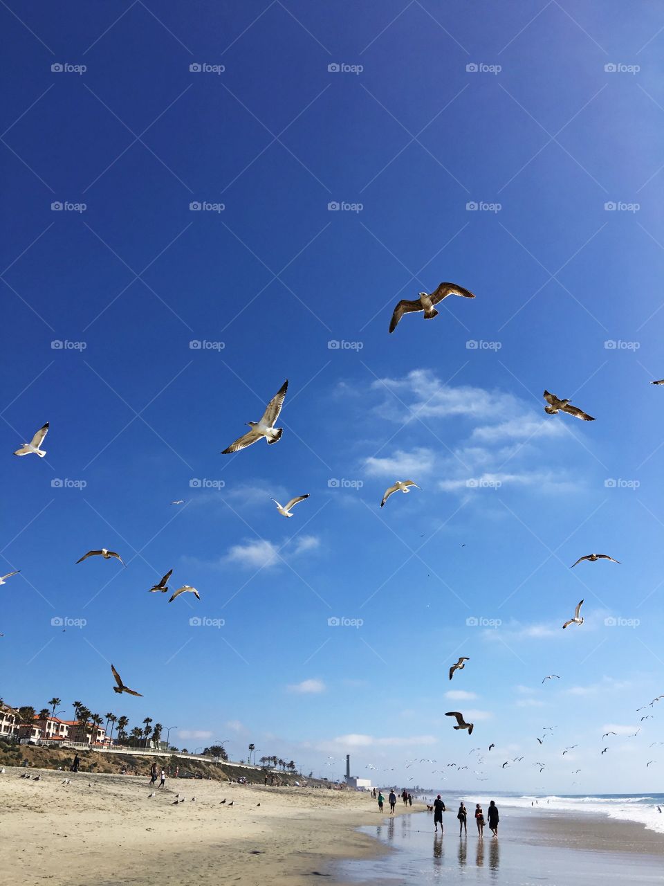 This photo captures a flock of seagulls flying across the shore of a California beach.