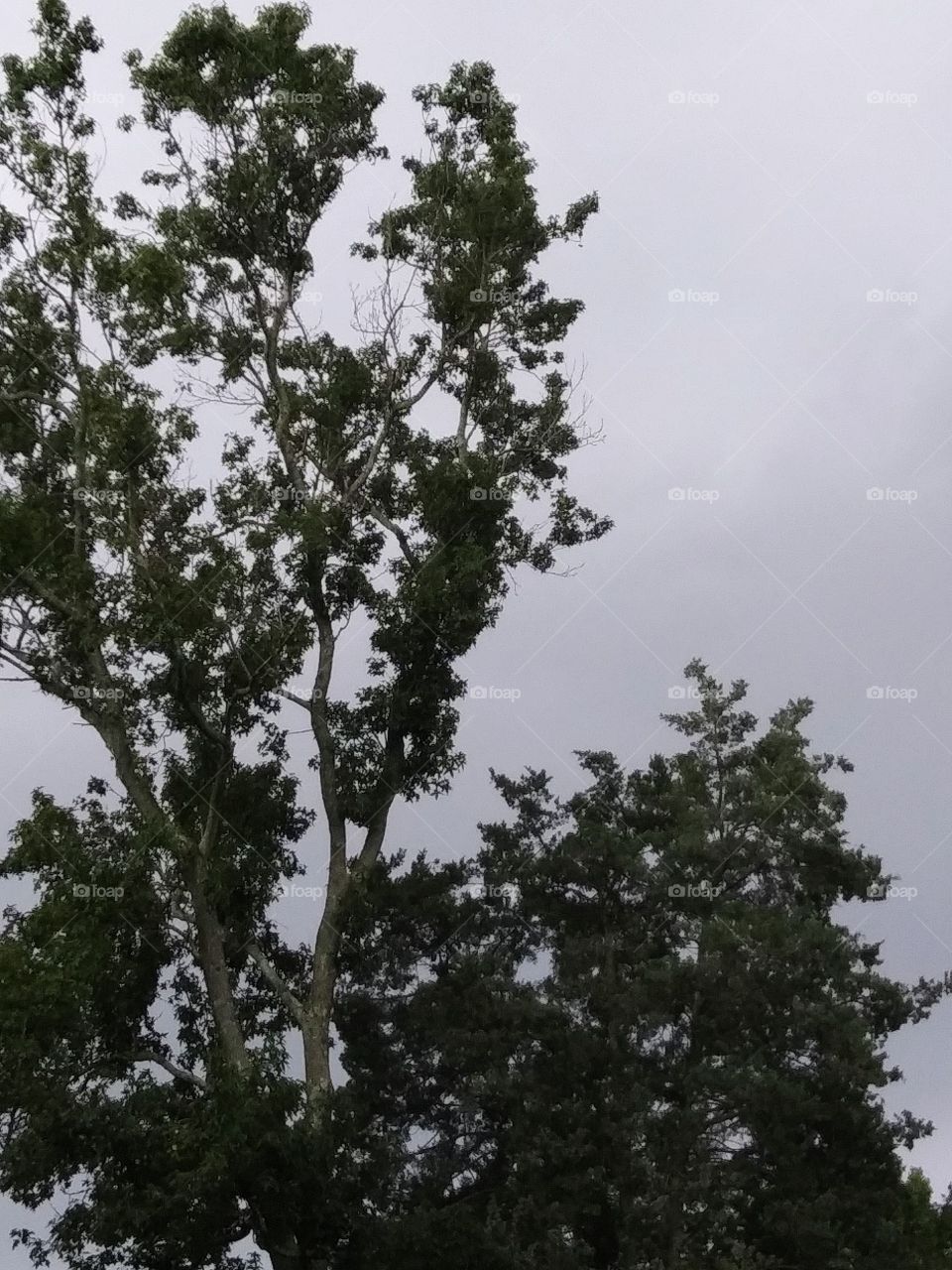 grey sky and trees