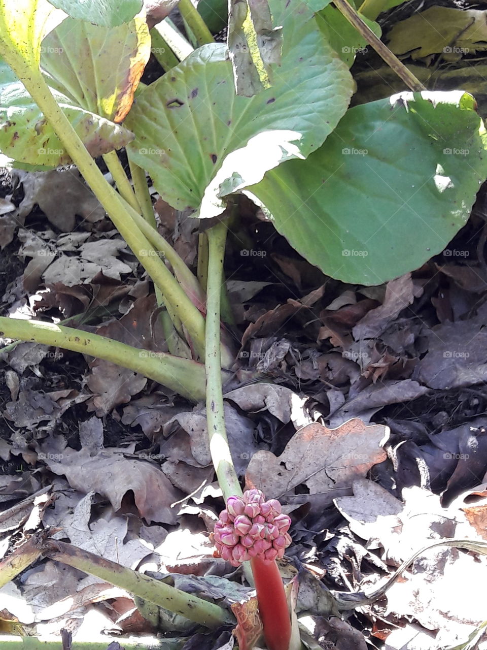 park spring time sun sunny colors colorful nature wild plants flowers amazing stunning cool nice weather hot lovely sky forest grass view splendid