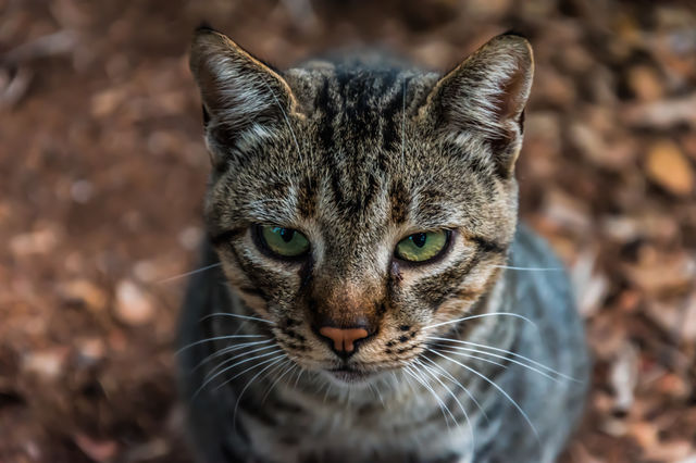 Cat's dangerous look