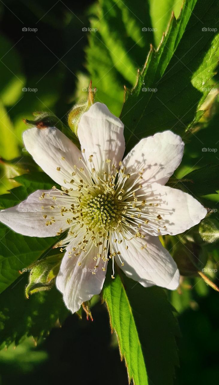 a nice flower growing in summer