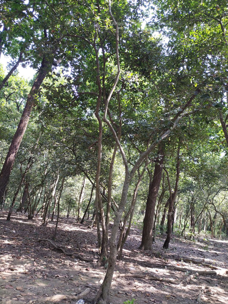 A pleasant trip through the woods, really refreshing specially in these tough times