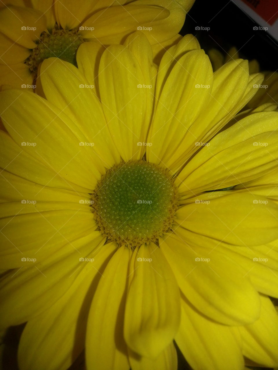 yellow flower. Yellow mission