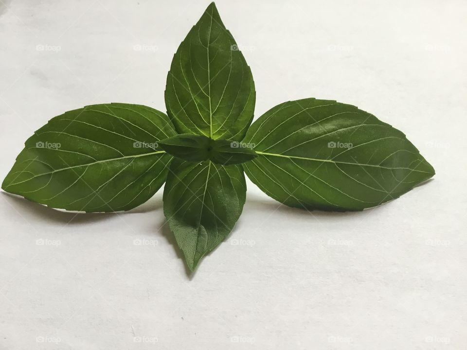 Basil shoot