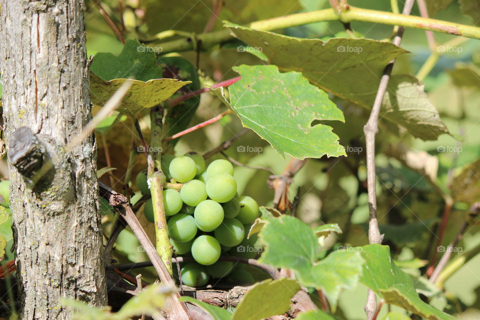 green circles of flavor. grapes growing in my garden.
