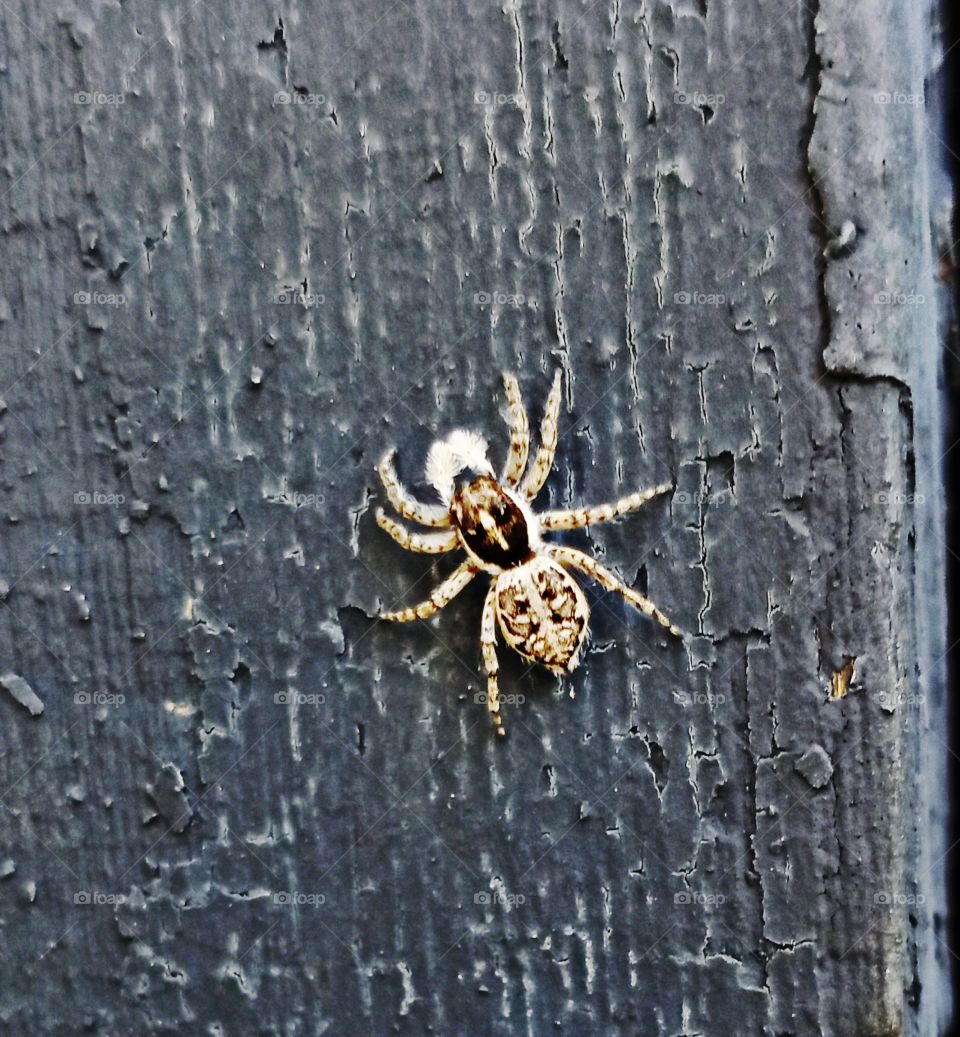 fuzzy brown spider