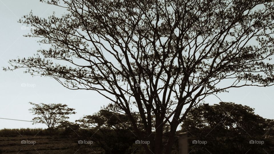 Tree Sillouette