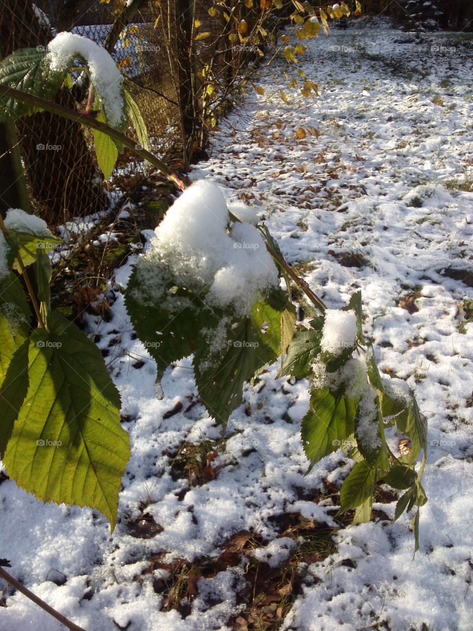 under the snow