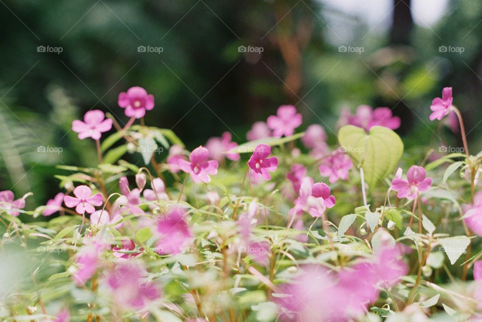 Pink flowers in the valley