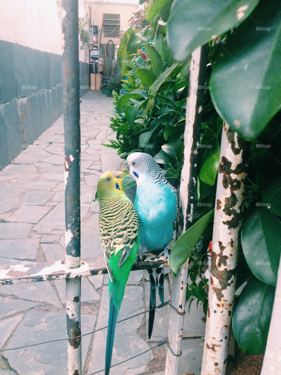 The love in birds is amasing 