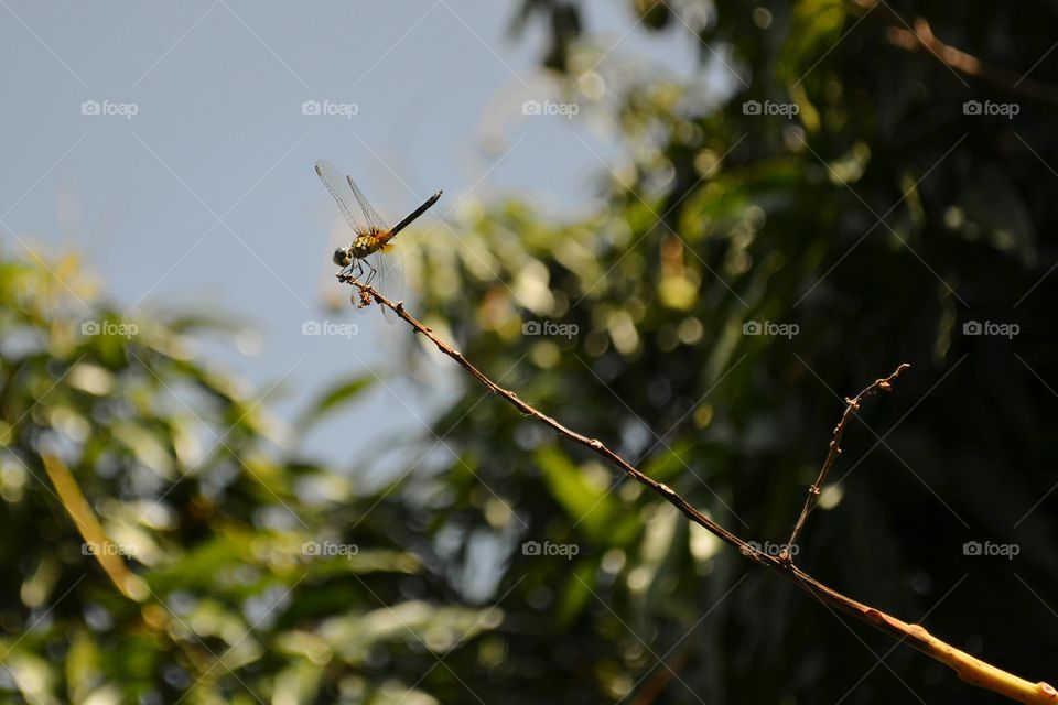 Dragonfly on a limb. dragonfly on a limb