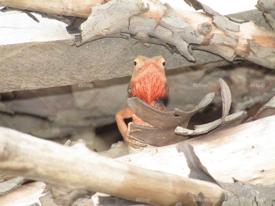 The oriental garden lizard, eastern garden lizard, bloodsucker or changeable lizard (Calotes versicolor) is an agamid lizard found widely distributed in indo-Malaya