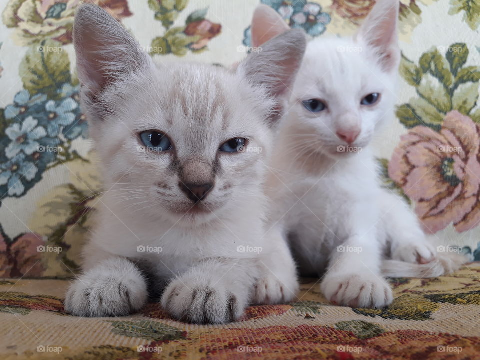 the white kittens