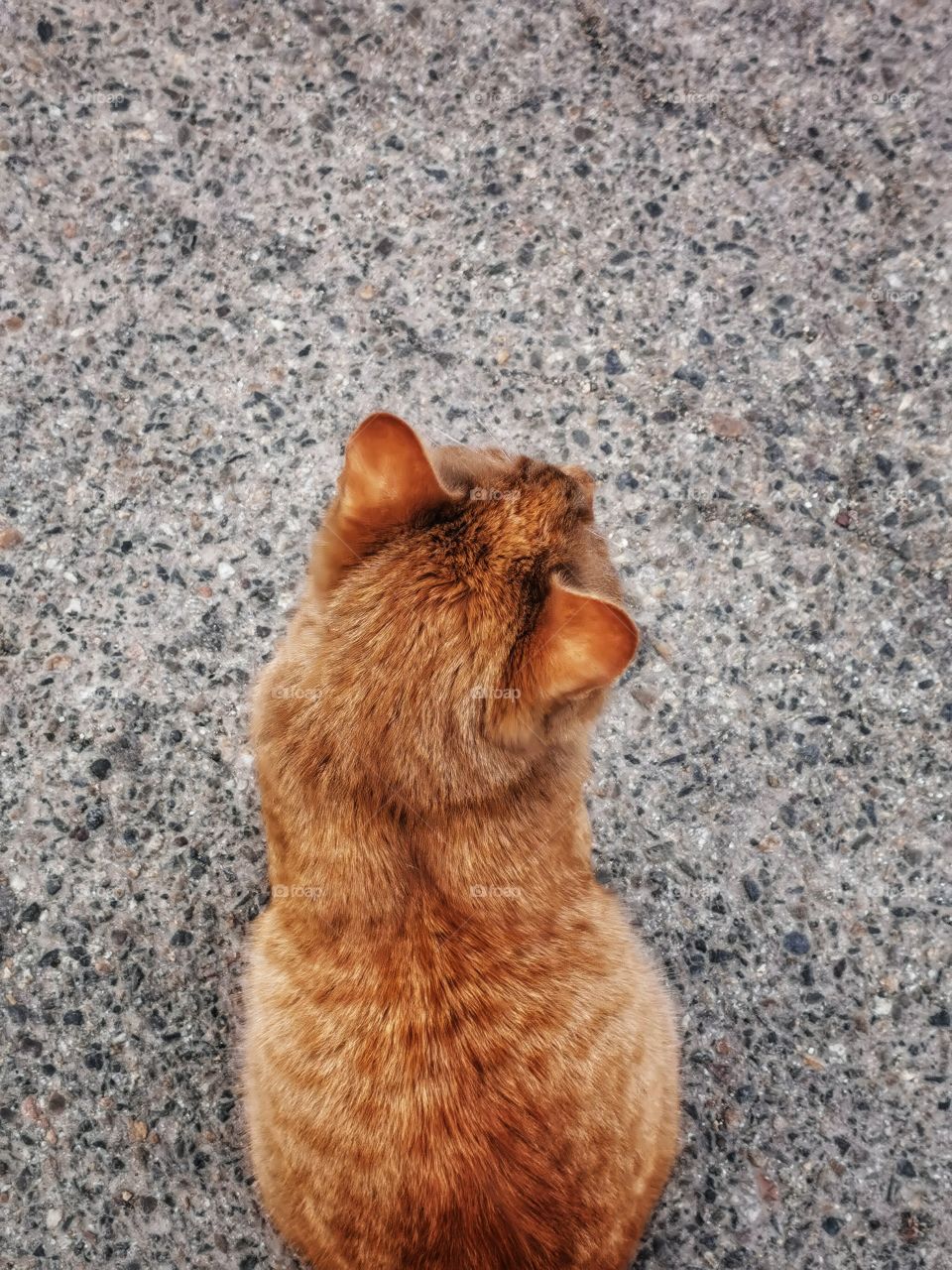 Cat outdoor street alone homeless Red