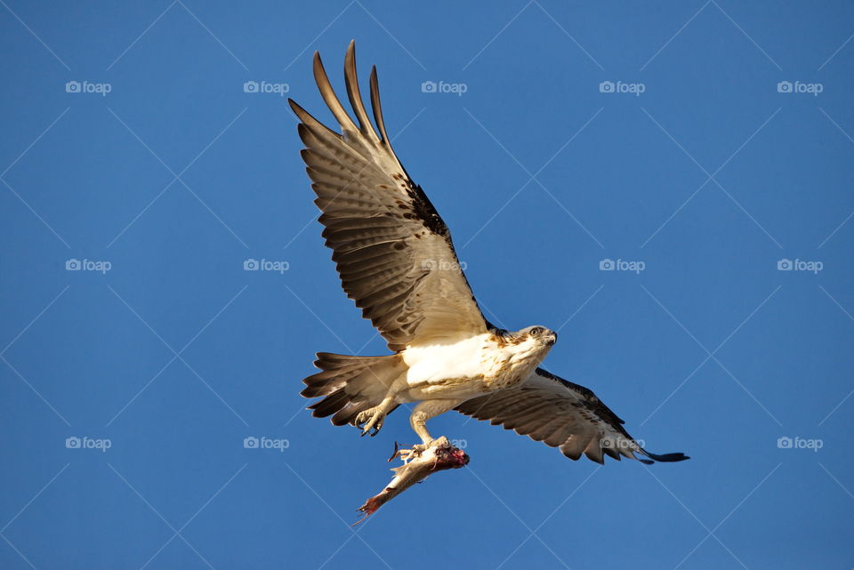 Osprey in flight with a fish