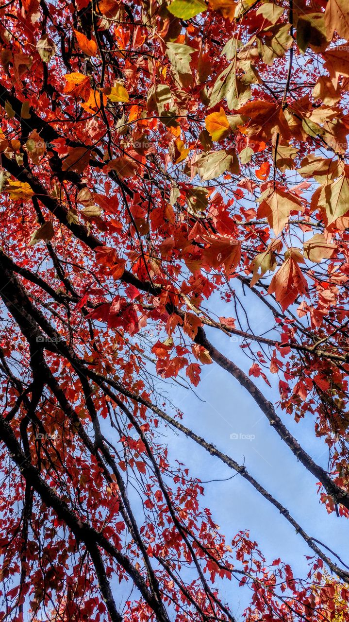 fall leaves