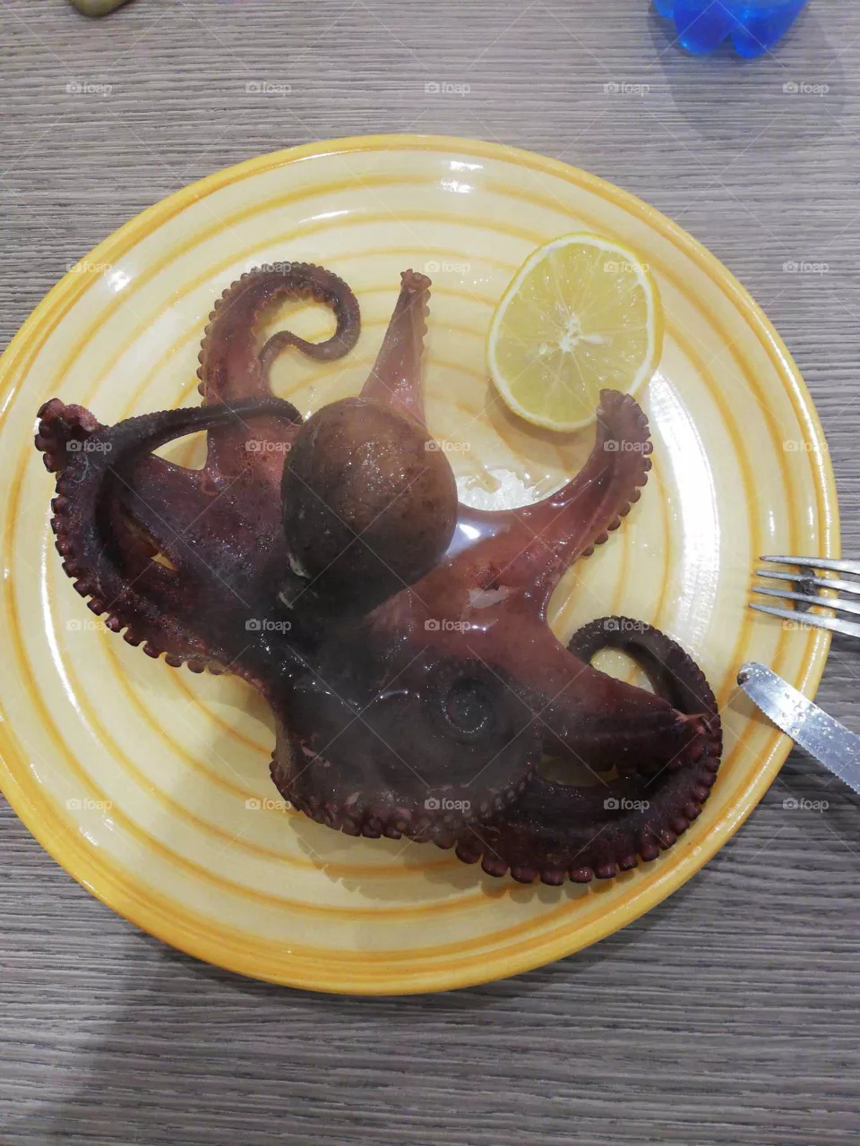 octopus