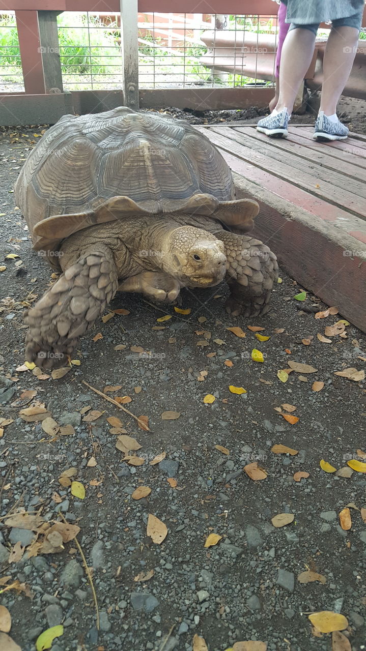 turtle at park