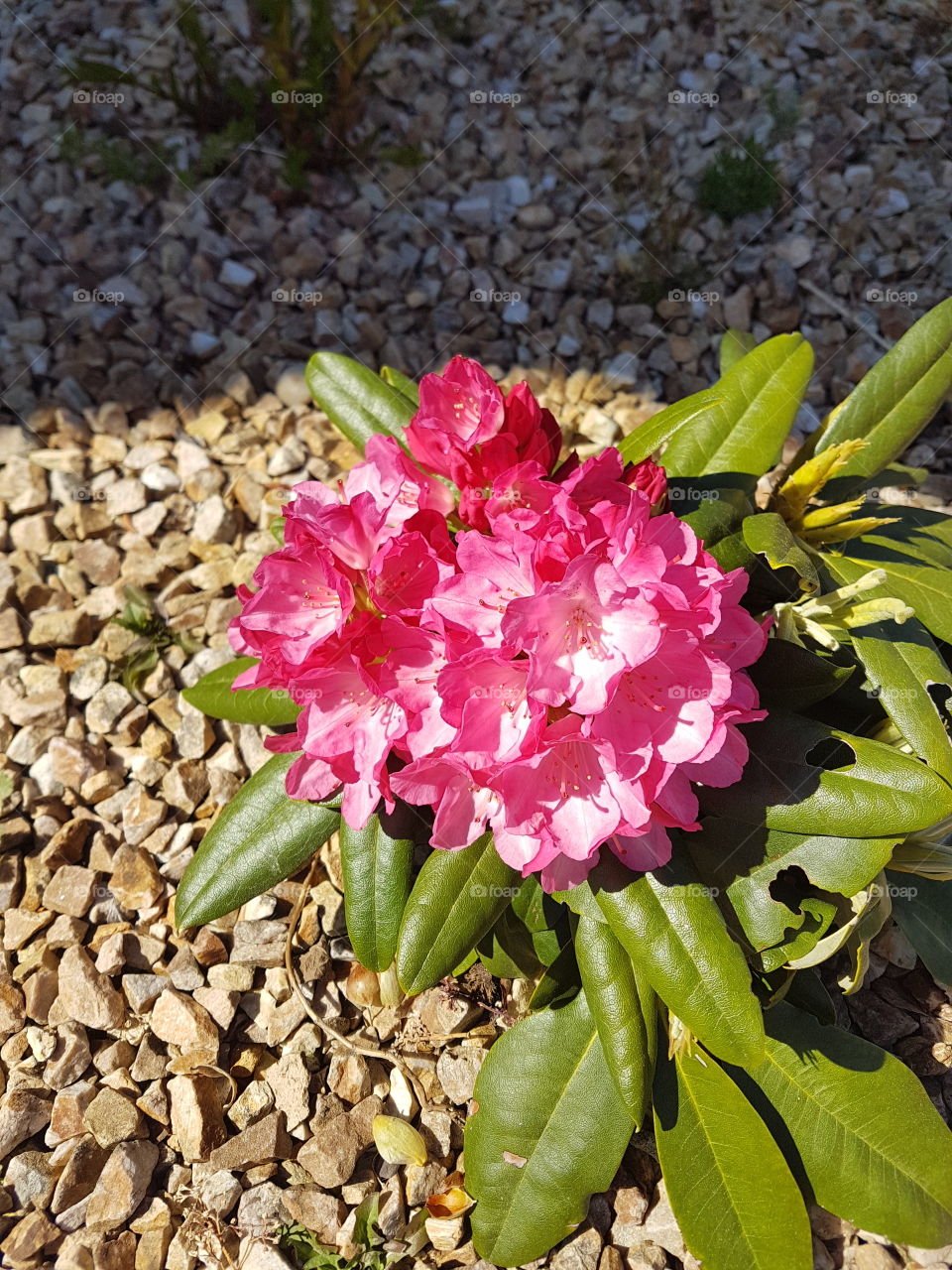 Beautiful pink Rhododendron plant in bloom